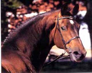 CALETTO II - Warmblood Stallion